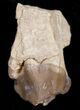 Oreodont (Merycoidodon) Jaw Section - South Dakota #10532-2